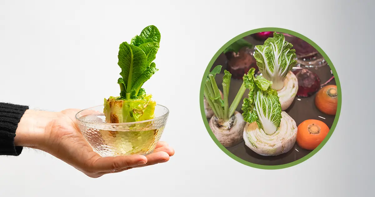 Jak ponownie wyhodować warzywa w domu wykorzystując resztki z kuchni?