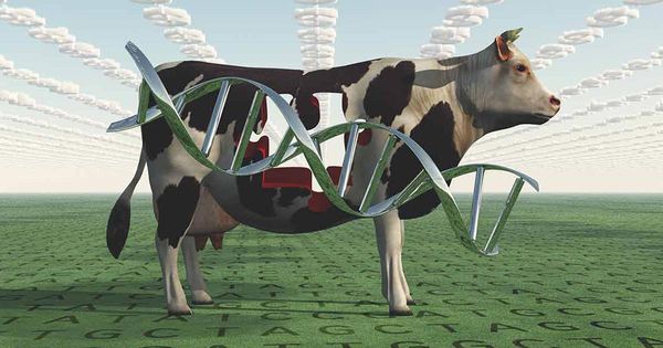 FDA zatwierdza mięso z bydła poddanego edycji genowej