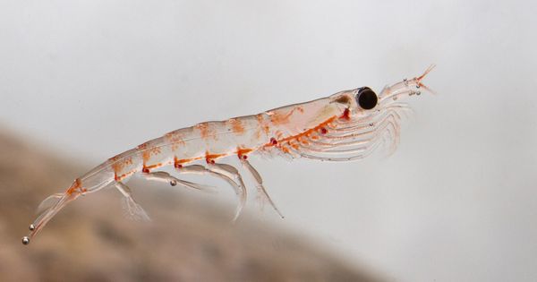 Astaksantyna: super przeciwutleniacz pochodzący z oceanu