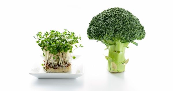 Związek zawarty w brokułach może wzmacniać funkcje poznawcze